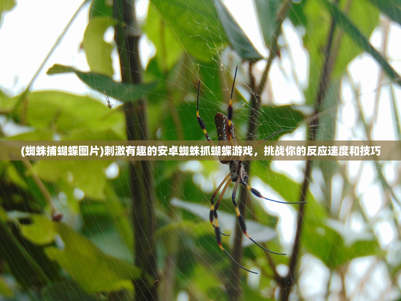 (蜘蛛捕蝴蝶图片)刺激有趣的安卓蜘蛛抓蝴蝶游戏，挑战你的反应速度和技巧