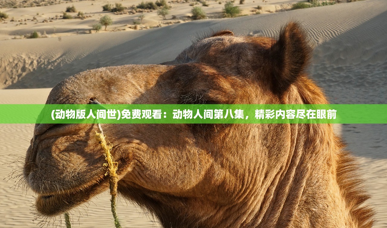 (动物版人间世)免费观看：动物人间第八集，精彩内容尽在眼前