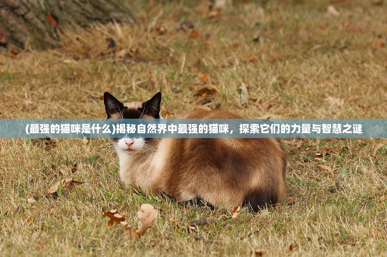 (最强的猫咪是什么)揭秘自然界中最强的猫咪，探索它们的力量与智慧之谜