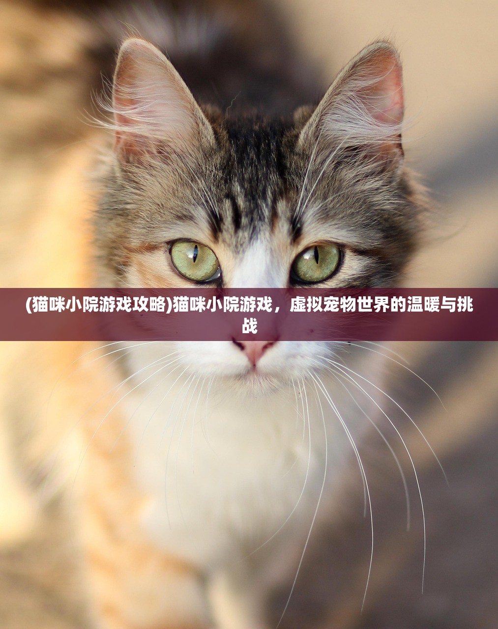 (猫咪小院游戏攻略)猫咪小院游戏，虚拟宠物世界的温暖与挑战