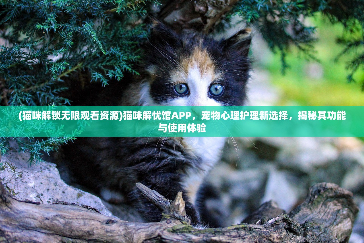 (猫咪解锁无限观看资源)猫咪解忧馆APP，宠物心理护理新选择，揭秘其功能与使用体验