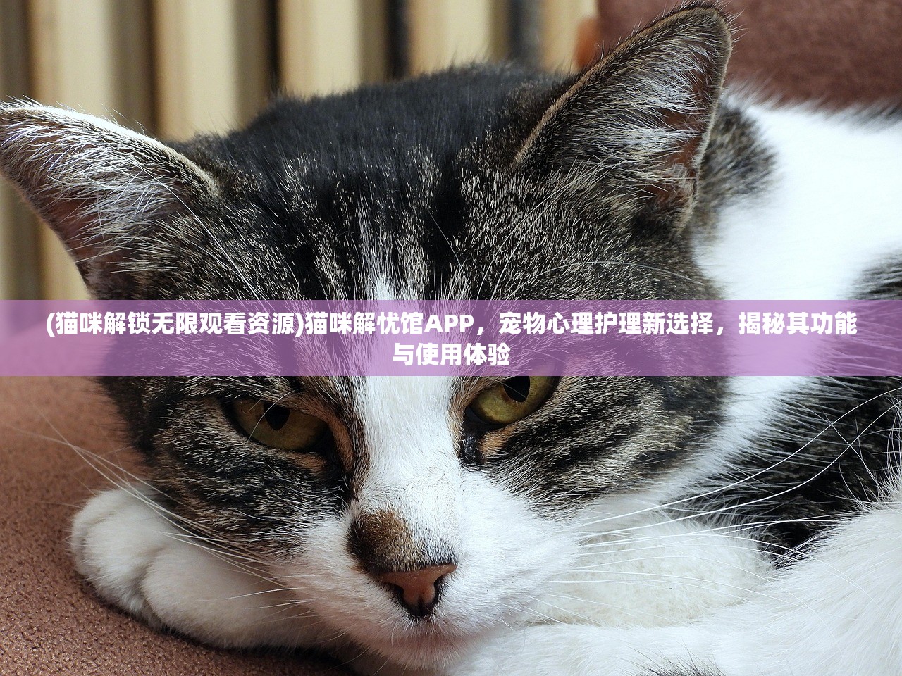 (猫咪解锁无限观看资源)猫咪解忧馆APP，宠物心理护理新选择，揭秘其功能与使用体验