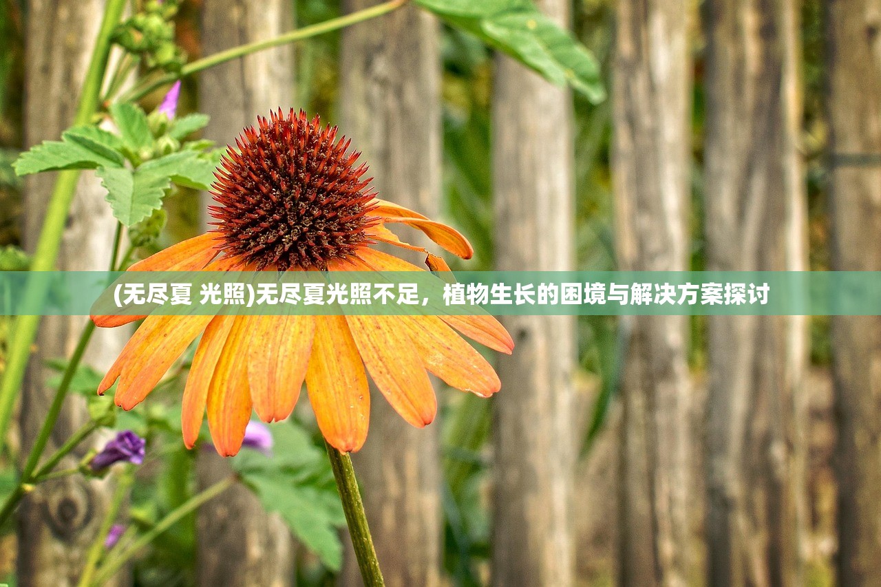 (无尽夏 光照)无尽夏光照不足，植物生长的困境与解决方案探讨
