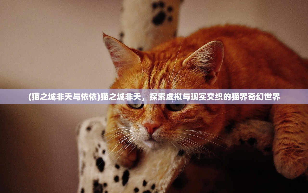 (猫之城非天与依依)猫之城非天，探索虚拟与现实交织的猫界奇幻世界