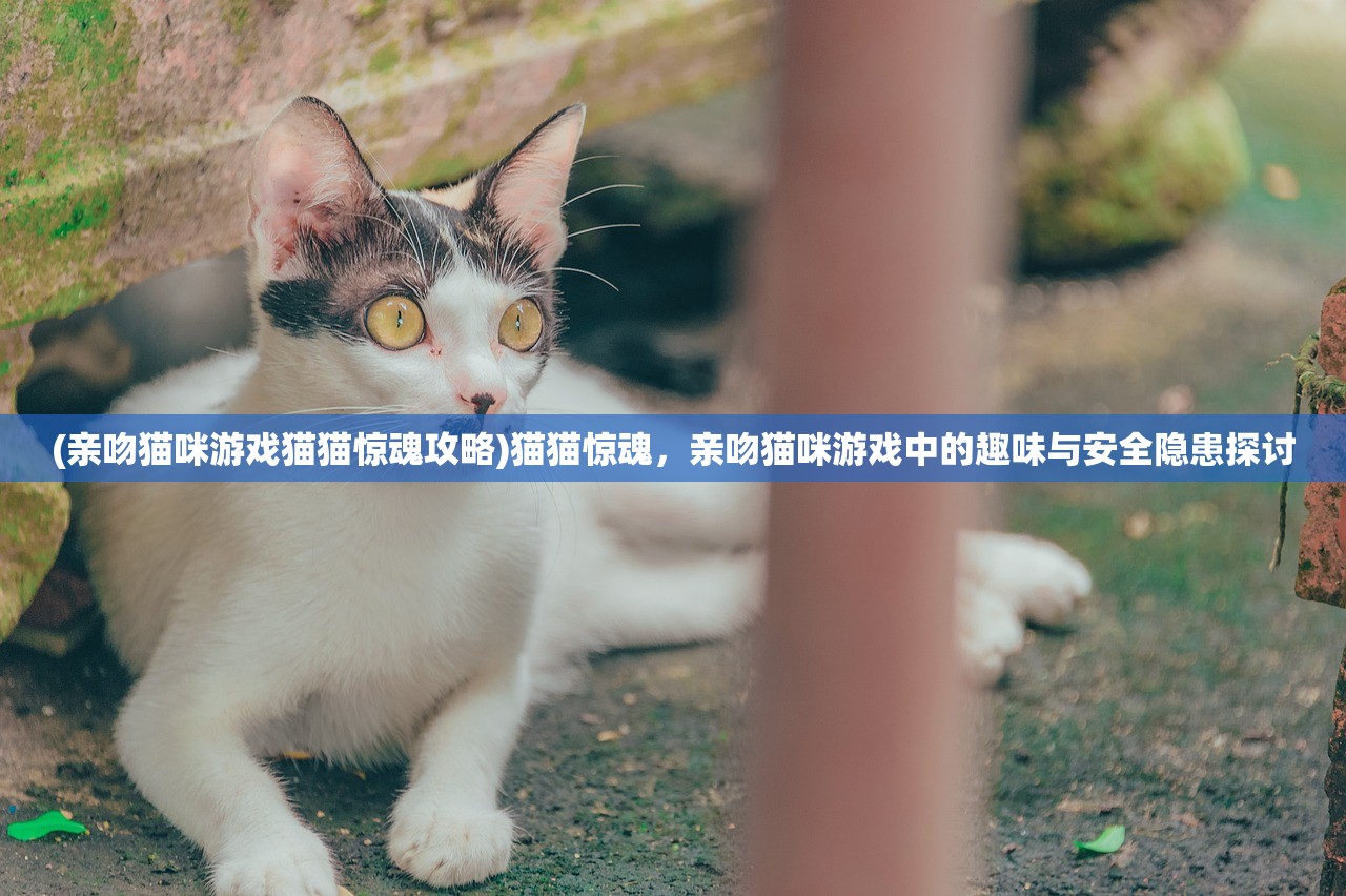 (亲吻猫咪游戏猫猫惊魂攻略)猫猫惊魂，亲吻猫咪游戏中的趣味与安全隐患探讨